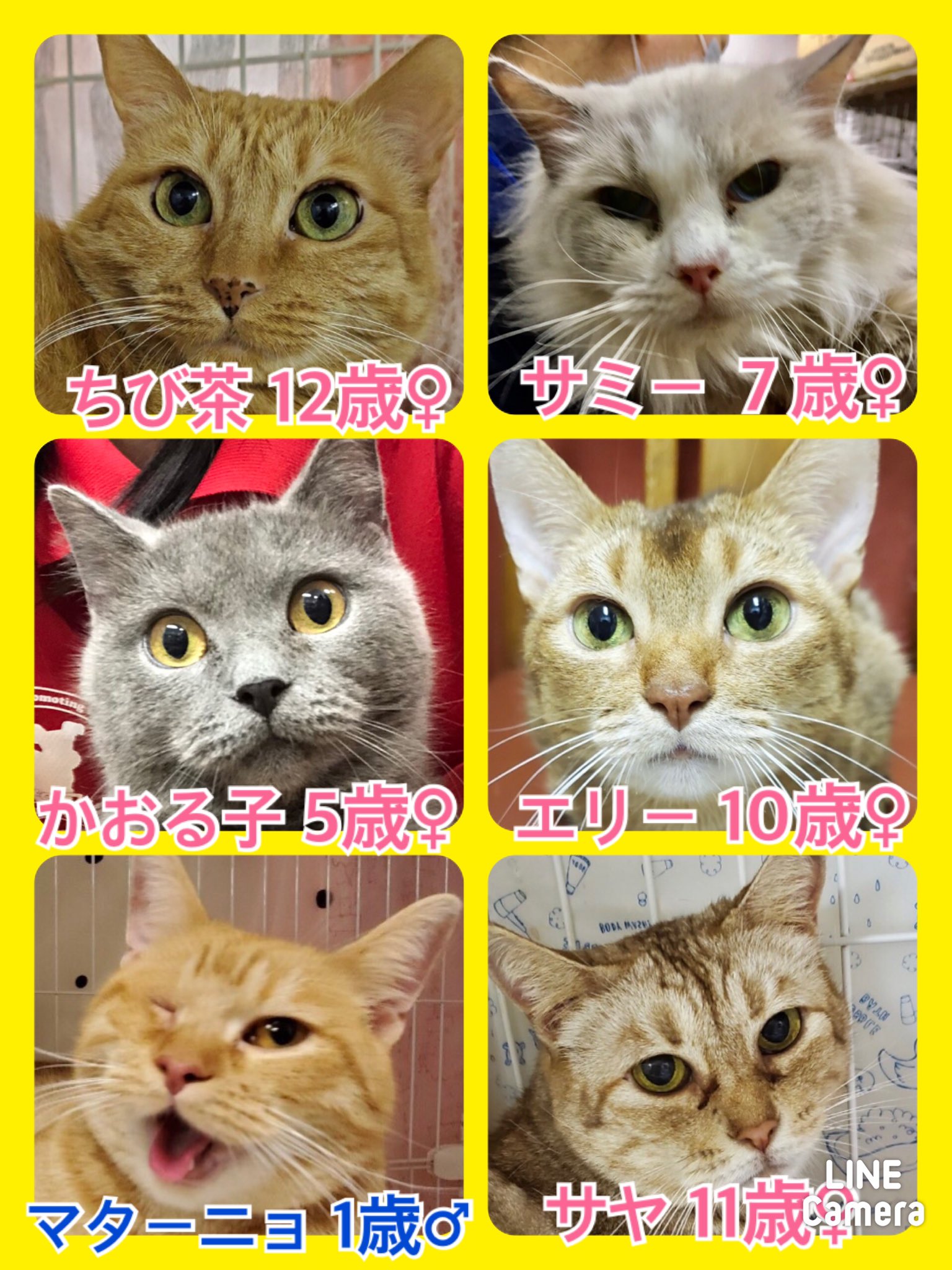 🐾今日の里親様募集中ニャンコ🐱メンバーです🐾2020,9,24